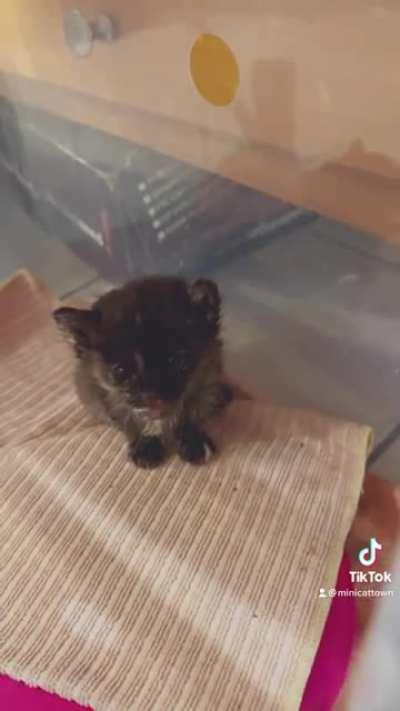 Say hi to @minicattown’s new foster Bessie Coleman!