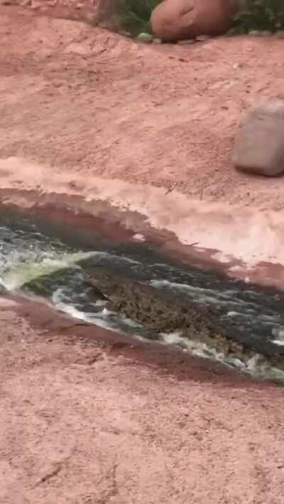 🔥 this cocodrile slidin' thru the water