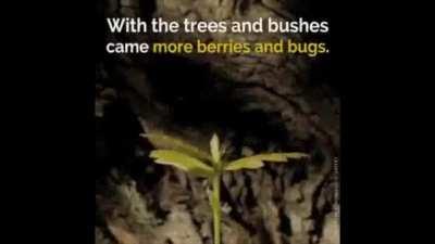 Wolves completely transform Yellowstone