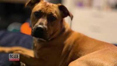 Trained Police Officer Murders Innocent Bystander Walking Her Dog.