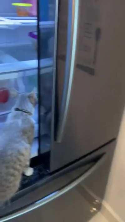 My cat hijack the fridge