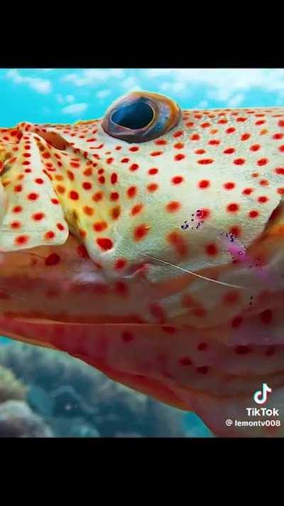 Tiny Shrimp claps to tell Predators it's a cleaner.