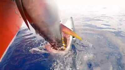 Insane Mako shark attacks to tuna