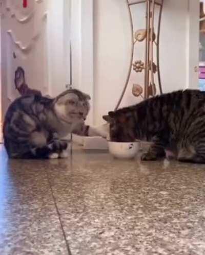 Очень вежливые котики