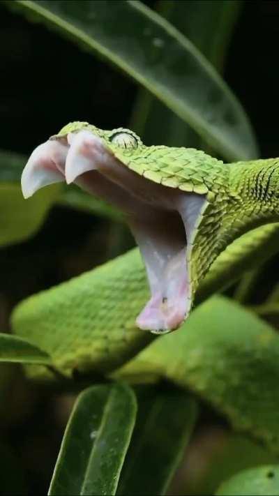 🔥 This Western Bush Viper Yawning/Showing Its Impressive Fangs 🔥