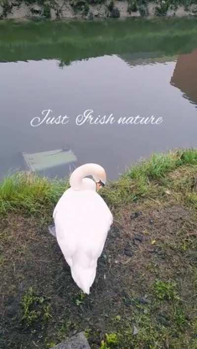 So lucky the other day to get a glimpse of Irish nature! spotted a Swan and an aquatic wheelie bin!