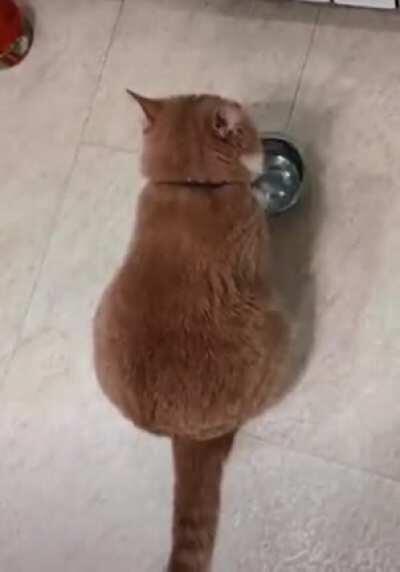 It’s dinner time dammit!