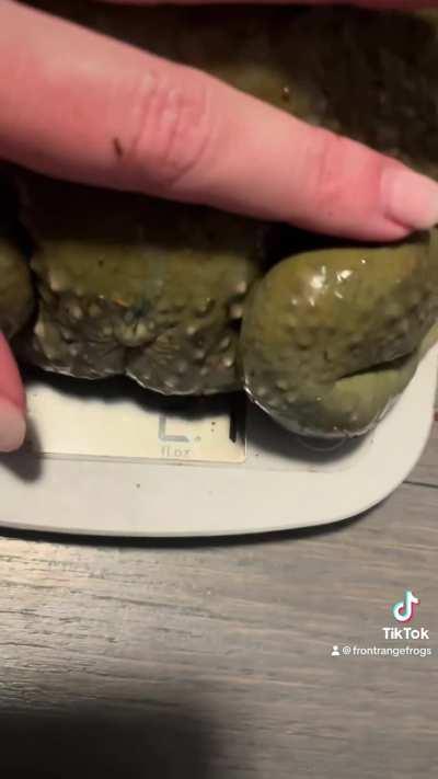 My absolute unit of a frog