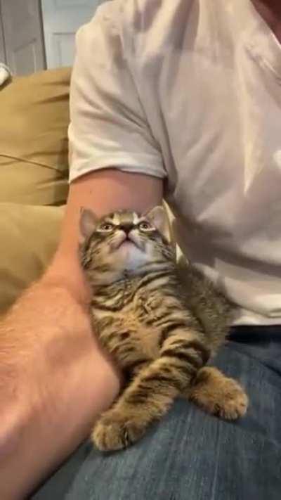 Guy asking kitten, how are you, and kitten responds.