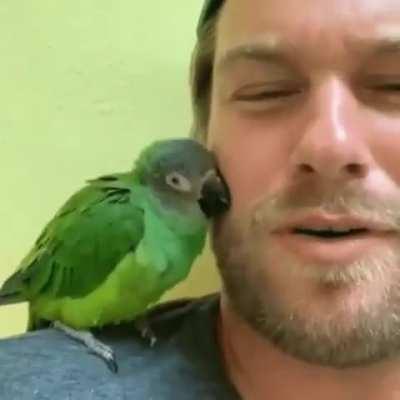 This Adorable bird gets all flustered with a kiss from their human