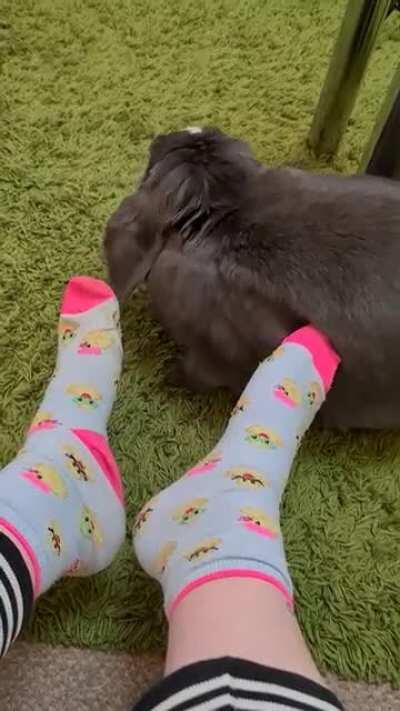 Persephone used tail whip! It's super effective!