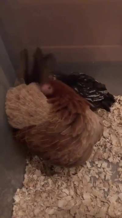 It is important to keep your feathers looking nice
  