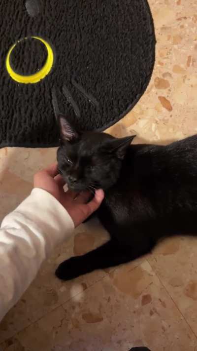 Meowmeowmeow