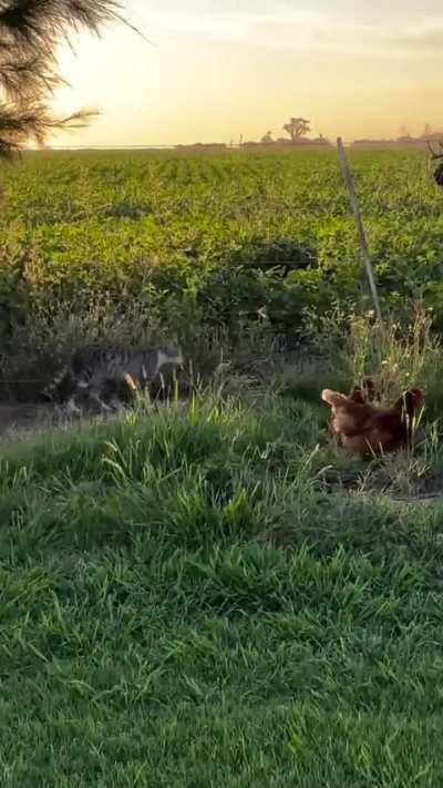 Así labura el gato pastor argentino