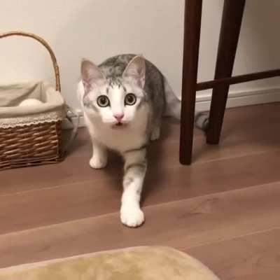 Here human, come here boy...