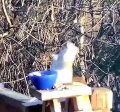 🔥 Squirrel gets lit on fermented pears
