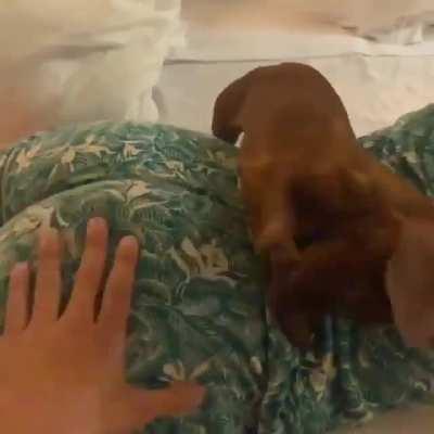 I wanna spank it too, hooman !