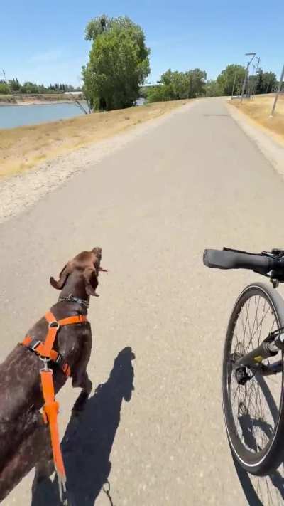 Places for Bikejoring in Sacramento Area?