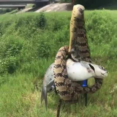 Guy catches a 2 for 1 special