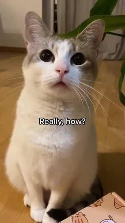 A regular conversation between cats