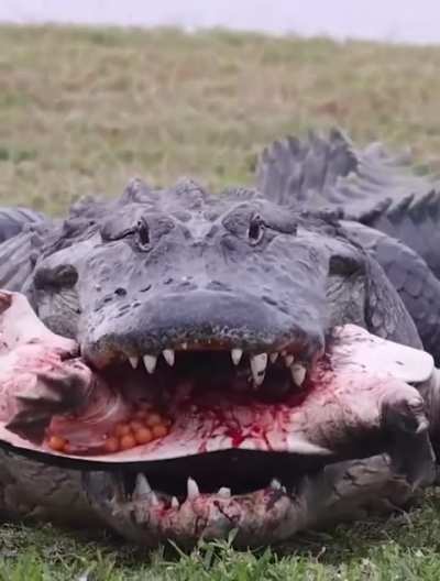 alligator destroys soft shell turtle 