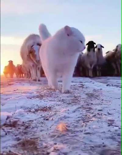 C@ is always ahead of the herd