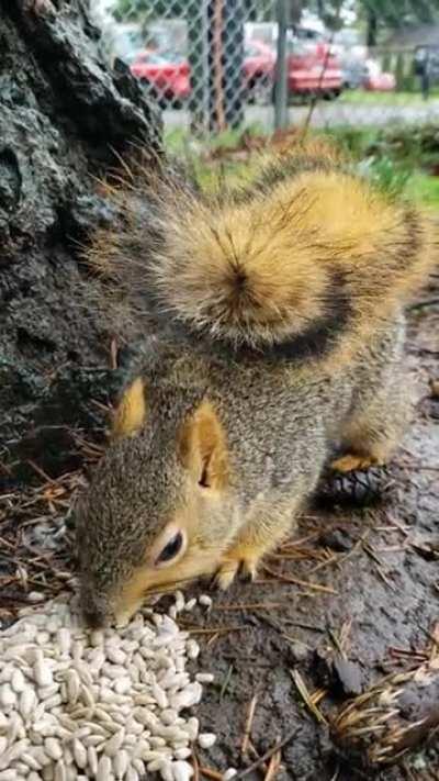 Tina, up close & snacking on a windy day 🐿❤