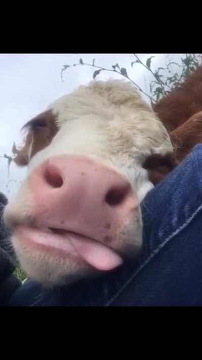 Dreaming of running free on green pasture under the sunshine ☀️🌻