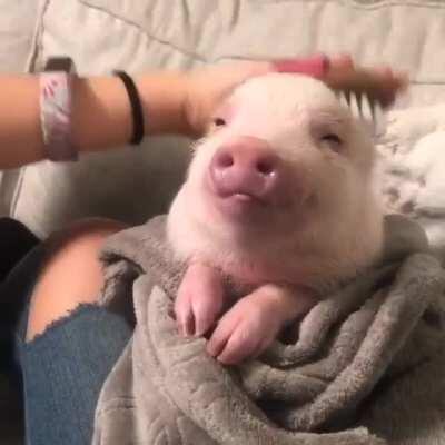 How I imagine Mabel & Waddles spending a night in