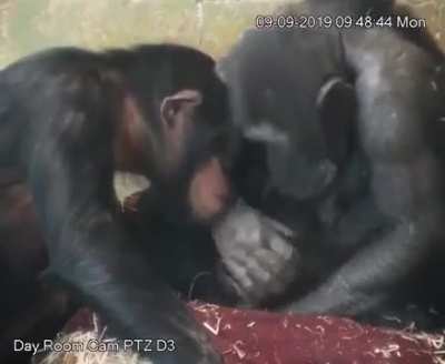 Chimp mum gently kissing her new born girl, while big sister watches on.