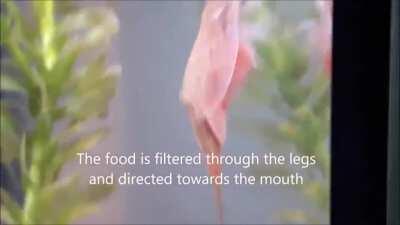 Triops cancriformis is considered one of the oldest living species on the planet. Fossils of this crustacean dating back to the Triassic Period have been found and appear virtually unchanged.