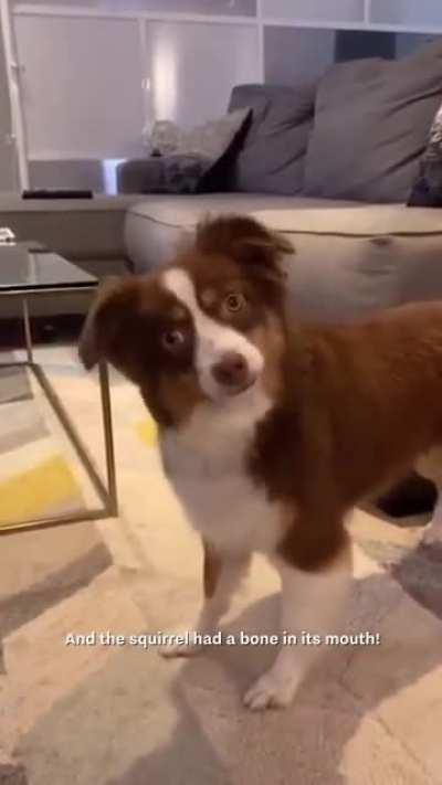 This woman used all her dog’s favourite words to tell her a story...