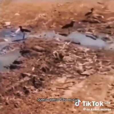 Como que apaga ð