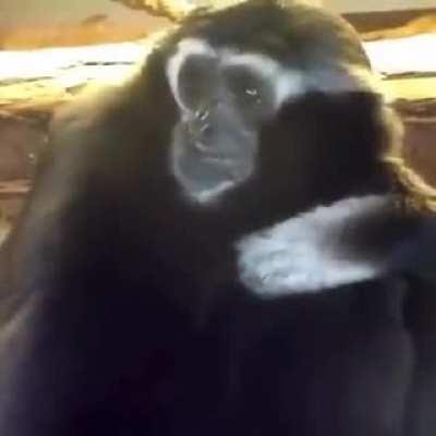 Macaco triste ao som de - el muchacho de los ojos tristes