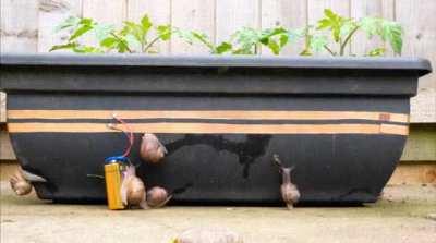 The way these tomato plants are protected from snails.
