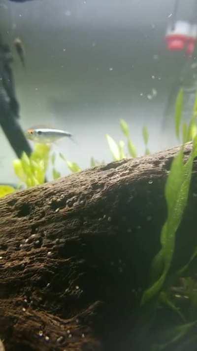 My ole lady has a nice little community tank going