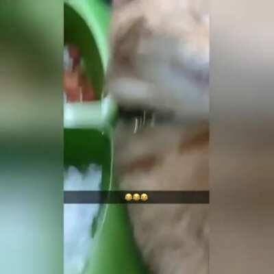 Fell asleep in the water bowl