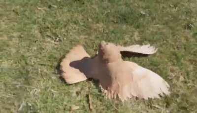 Parlor Roller Pigeon on a roll: They cannot fly, they're normal in every way except this.