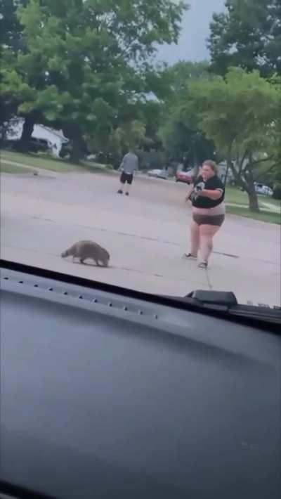 Yelling at a raccoon can be dangerous