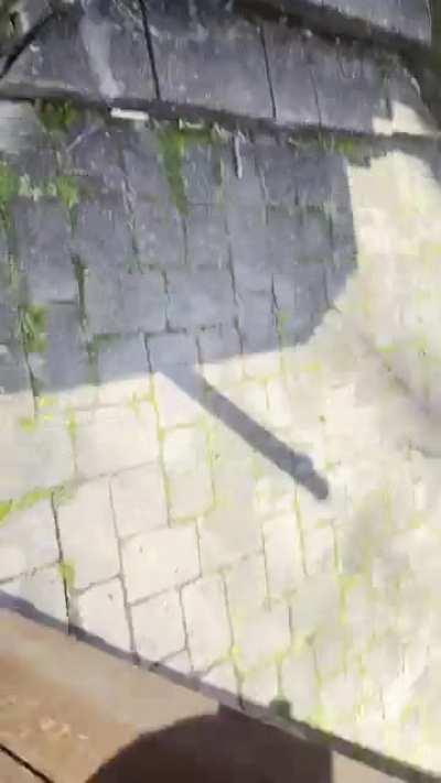 The day that the dog discovered a second door into the house 🤯