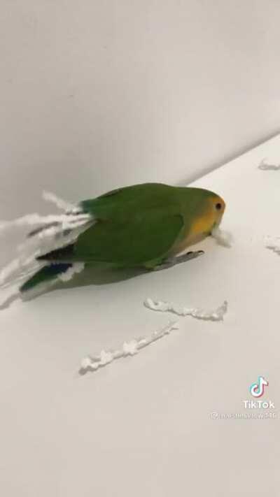 Birb DIY paper costume