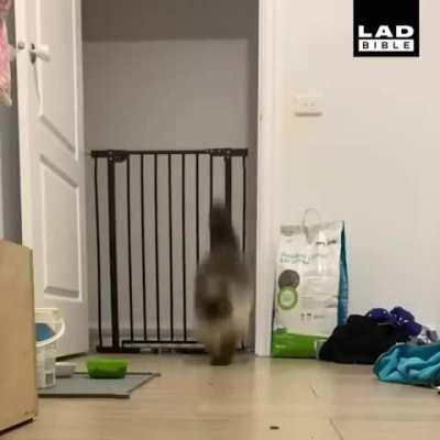 This cat's peculiar jumping style.