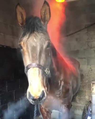 The final boss’s mount