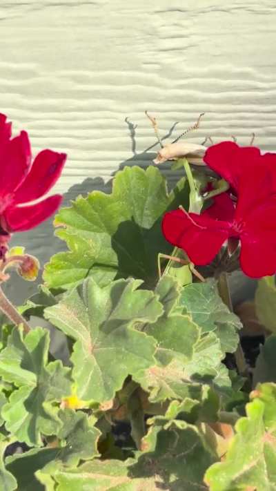 Almost felt bad for the grasshopper…