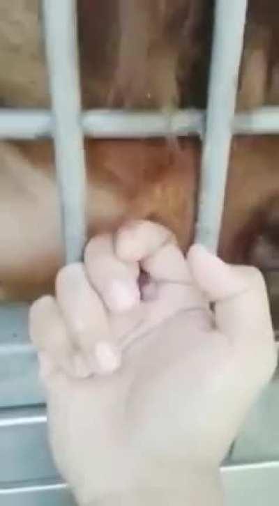 handjob porn?