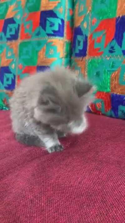 Mishti and her clean up regime.. the cutest thing you will see today 😋