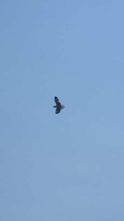 hunter schafer for prada.