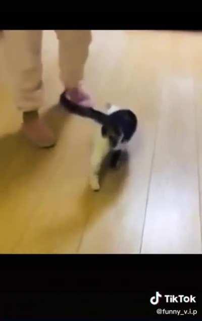 Lots of startled cats