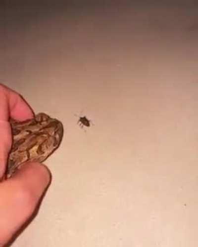 We don't deserve frogs ❤️