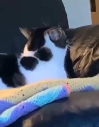 Cats when they see ghosts